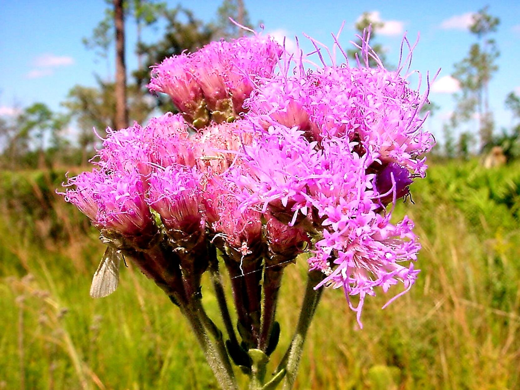 Pineland chaffhead (pink)